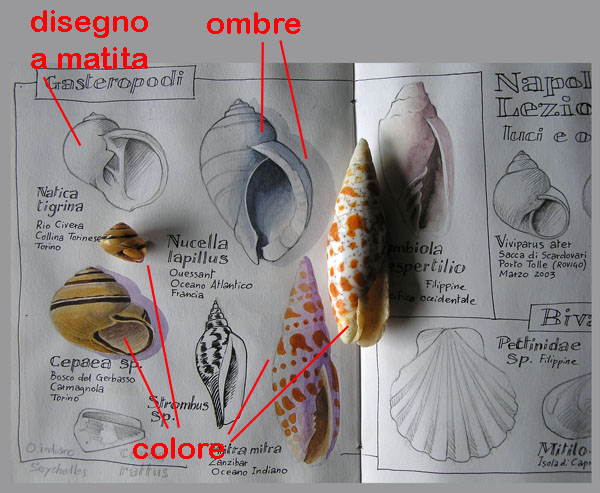 Disegno naturalistico 4 lezione